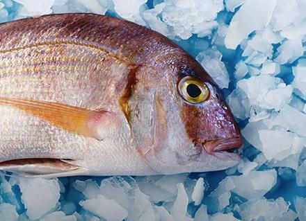 Processamento e Conservação de Frutos do Mar