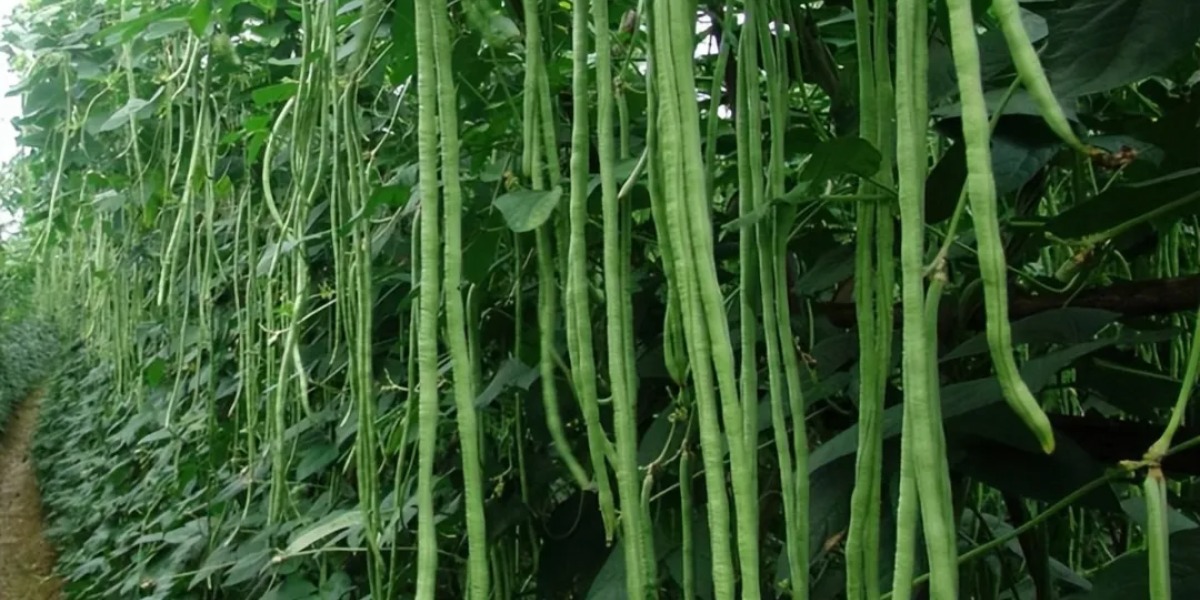 Fabricação de gelo Baocharm | Auxiliando no resfriamento e conservação de vegetais