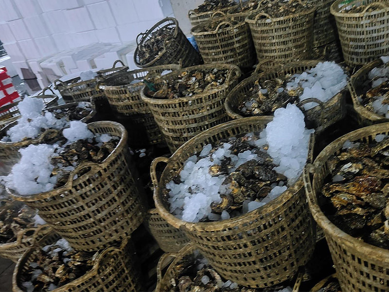 Revolucionando a logística de frutos do mar: a avançada máquina de gelo em bloco da BAOCHARM